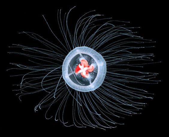Medusa immortale (Turritopsis nutricula) (1)