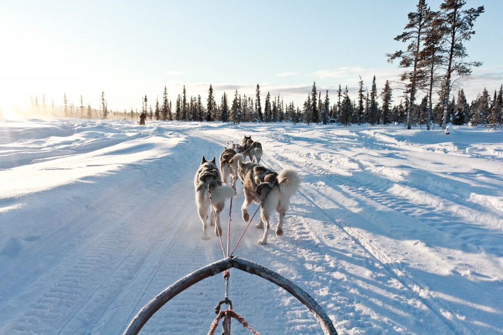 Ride a dogsled sweden