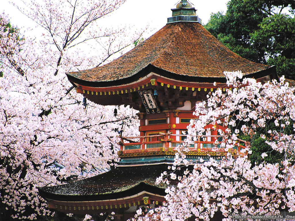 cherry blossoms in Kyoto