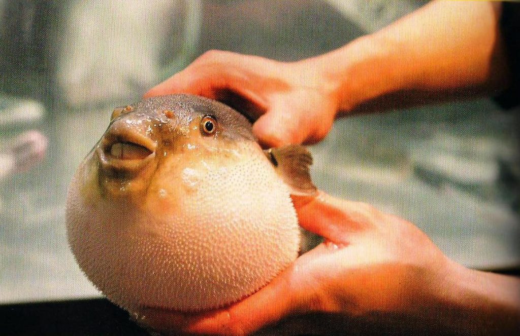 pufferfish (also known as fugu) at a restaurant in Tokyo