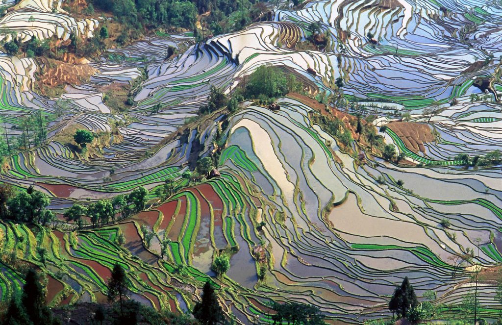 rice terraces of Yunnan