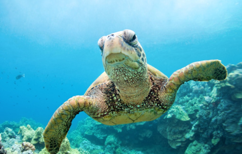 I 5 animali più longevi della storia