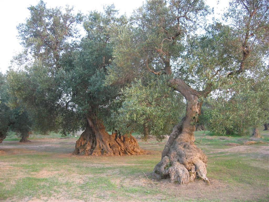 La piaga che sta uccidendo gli ulivi