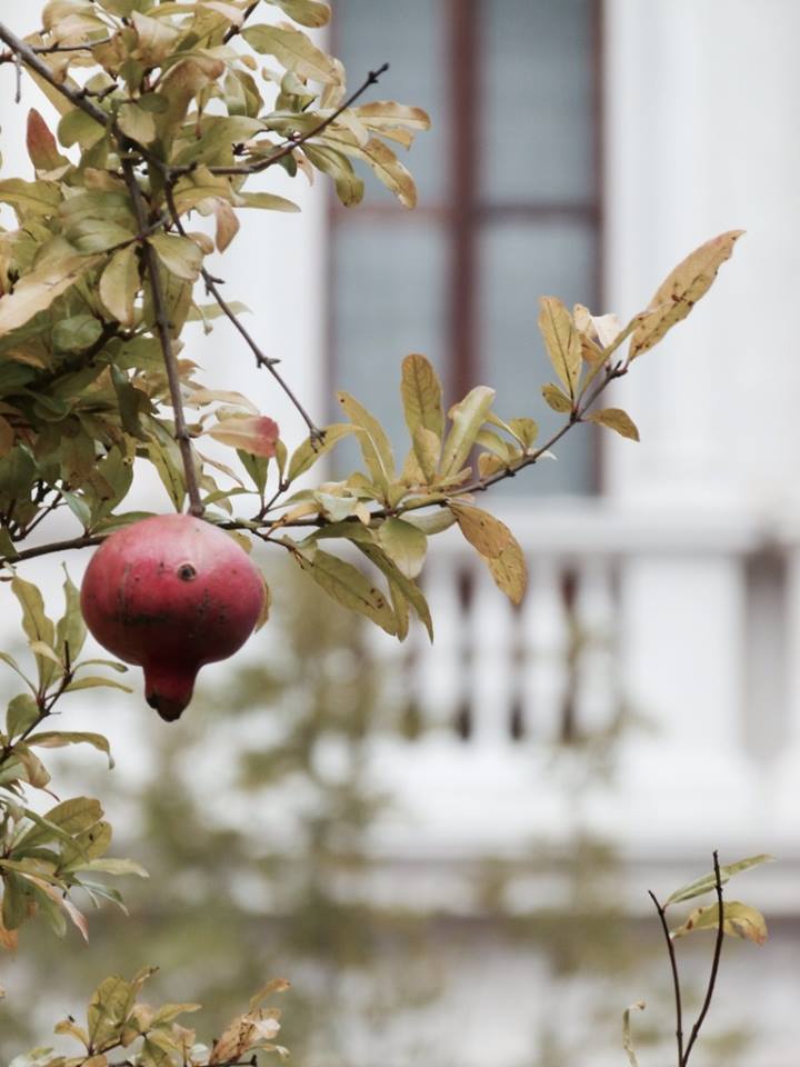 Piazza Vecchia – Linda Klobas