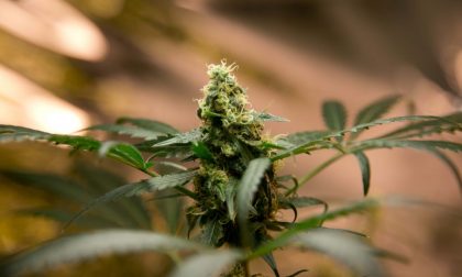 A chi giova legalizzare la Cannabis