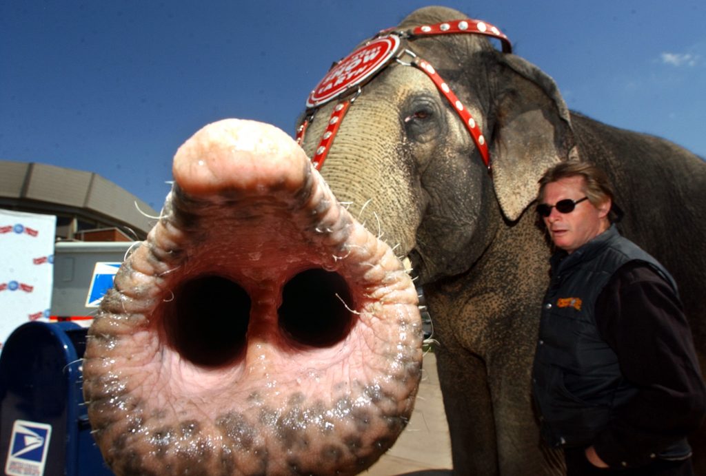 Tra animalisti e crisi delle famiglie La lenta agonia dei circhi in Italia
