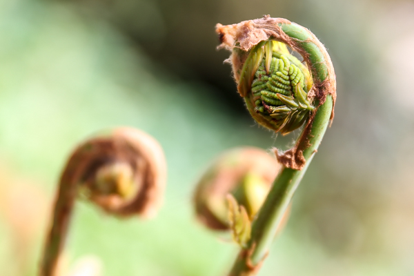 orto botanico bergamo fotografie devid rotasperti (25)