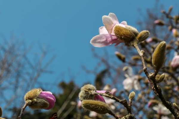 orto botanico bergamo fotografie devid rotasperti (4)