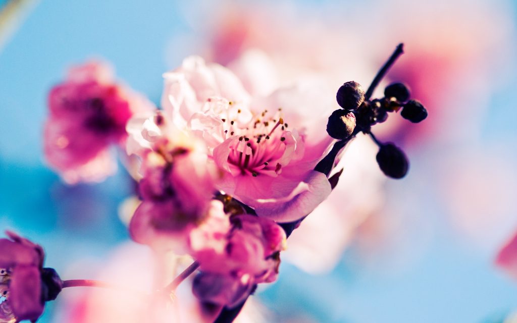 Come mai la primavera iniziava ieri Cioè con un giorno d’anticipo