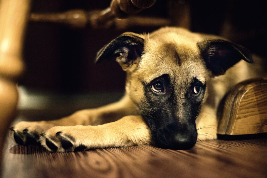 Cinque notizie che non lo erano Tipo la carne di cane legale in Italia