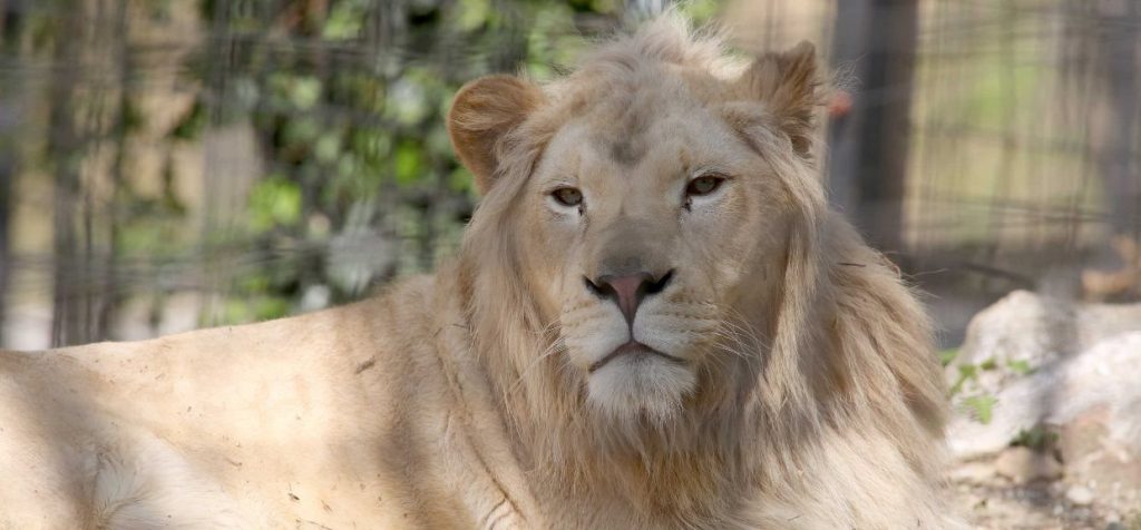 Che belle le Cornelle Adesso c’è pure la savana