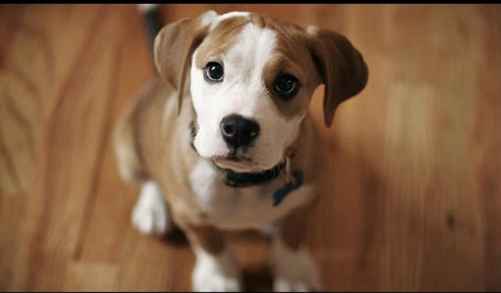 Tra uomo e cane basta uno sguardo Poi è amore, garantisce la scienza