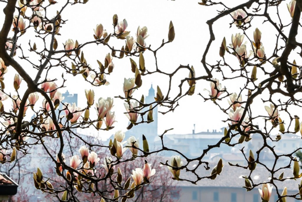 orto botanico bergamo fotografie devid rotasperti (17)