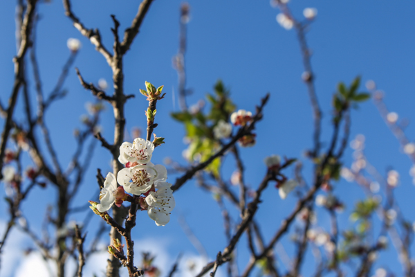 primavera a bergamo foto devid rotasperti (13)