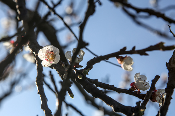 primavera a bergamo foto devid rotasperti (14)