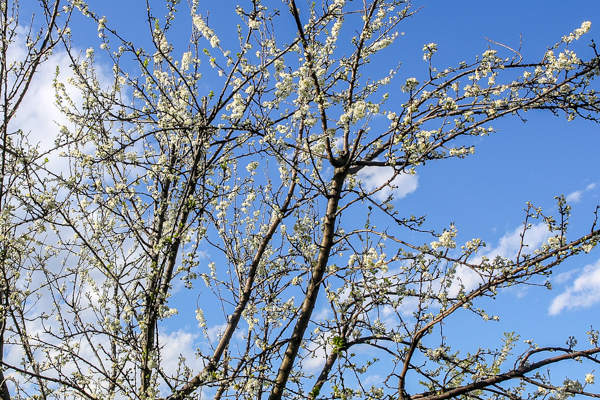 primavera a bergamo foto devid rotasperti (2)