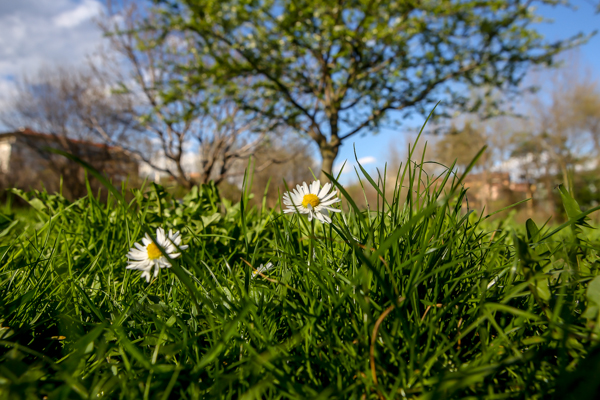 primavera a bergamo foto devid rotasperti (9)
