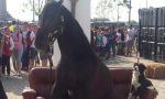 Non solo il cavallo seduto a Expo Il Teatro Stalla è una grande cosa