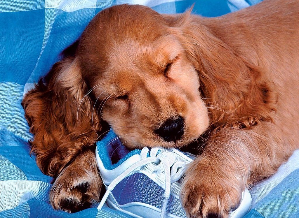 Pro e contro d’avere un cane Tipo: meglio non dormirci insieme