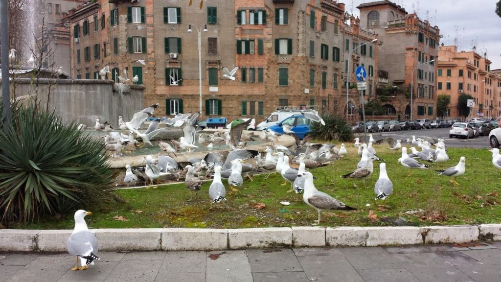 invasione gabbiani a roma 7