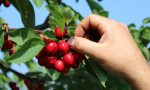 L'Azienda agricola Sant'Anna Tutto nasce dal rispetto per la terra