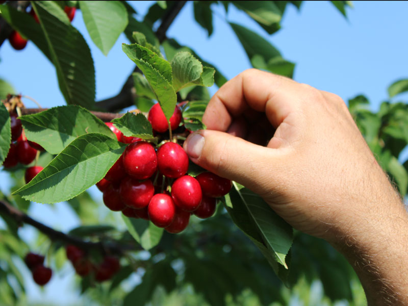 L’Azienda agricola Sant’Anna Tutto nasce dal rispetto per la terra