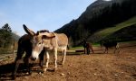 L'azienda che vola col latte d'asina (chiedere di Francantonio e Nadia)