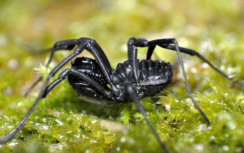 Insetti che esistono solo a Bergamo (E qualche dritta su dove trovarli)