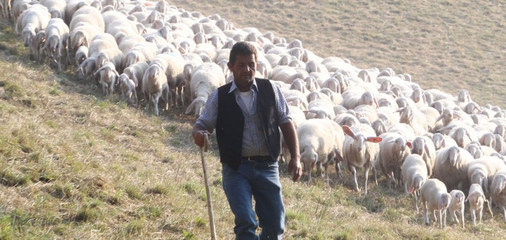 «La sapete una cosa? Fare il pastore è un dono»