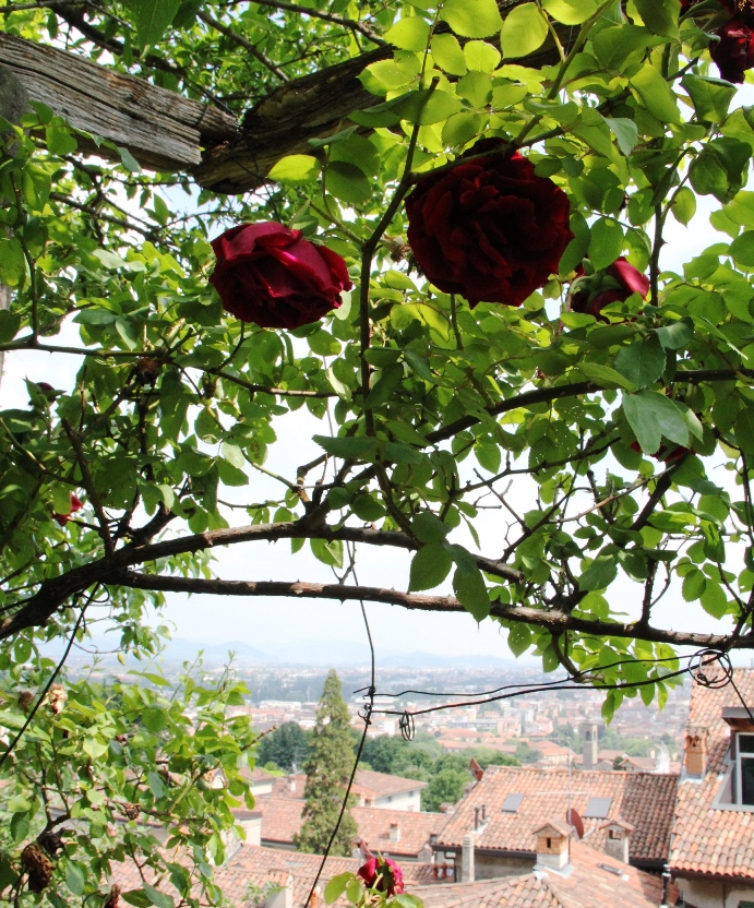 Veduta tra le rose, da Palazzo Moroni