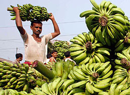 banane-piantagione-raccolta-reuters--258x258