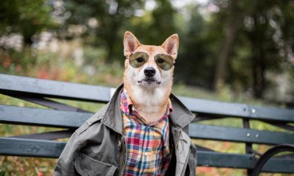 Bodhi, il cane che su Instagram insegna agli uomini l’eleganza