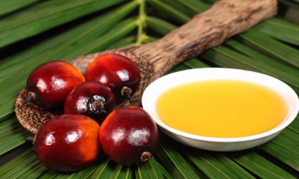 Appunti utili sull’olio di palma (la Nutella potete mangiarla)