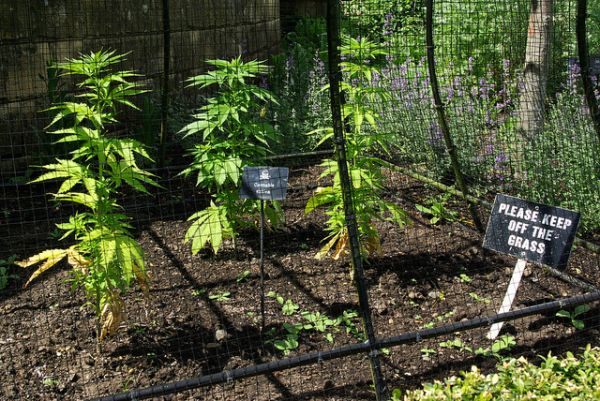 poison-garden-alnwick-cannabis