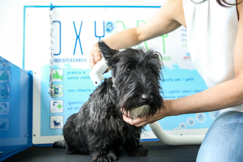 Il salone di bellezza di Fido si chiama Wash Dog ed è a Curno - Prima  Bergamo