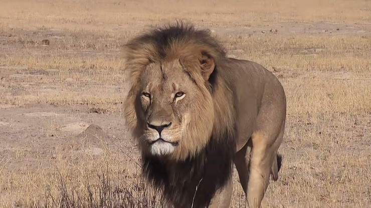 Non si uccide così un re leone La caccia grossa al turista killer