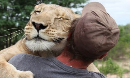 Abbracci coi leoni e coccole varie Cinque video per sorridere un po'