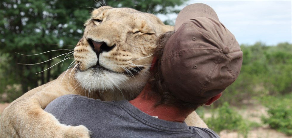 Abbracci coi leoni e coccole varie Cinque video per sorridere un po’
