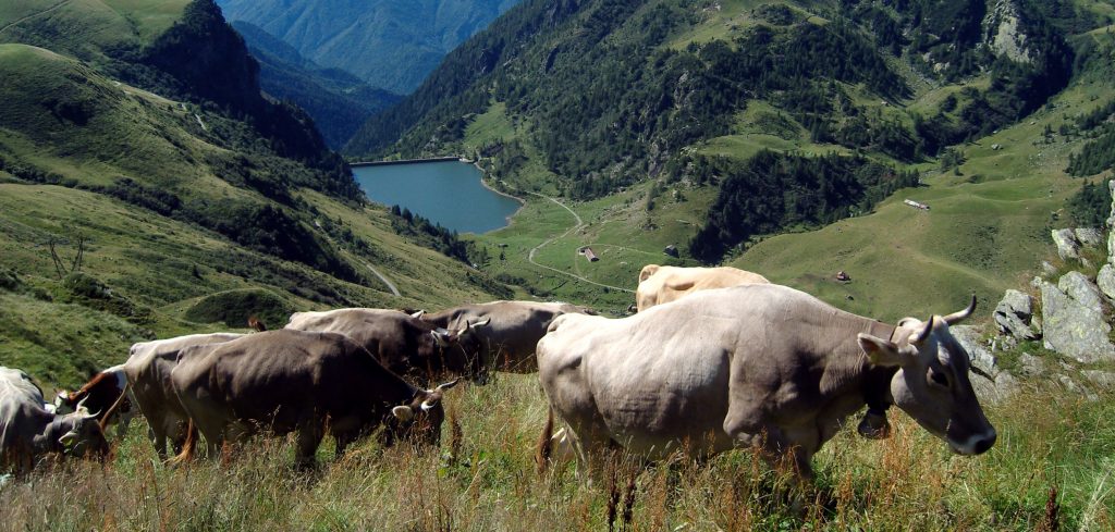 Dalla Regione oltre seimila euro a 431 aziende agricole bergamasche