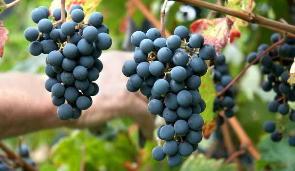 La Cooperativa Oikos a Villa d’Almè Lavoro, solidarietà e territorio