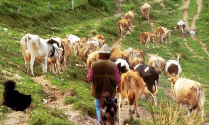 La vita dura e bella del bergamì raccontata da mio padre