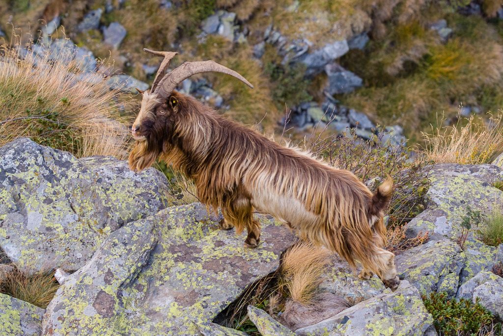 Rifugio Coca