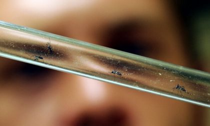 La guerra biologica alle zanzare (Grazie di cuore agli scienziati Usa)