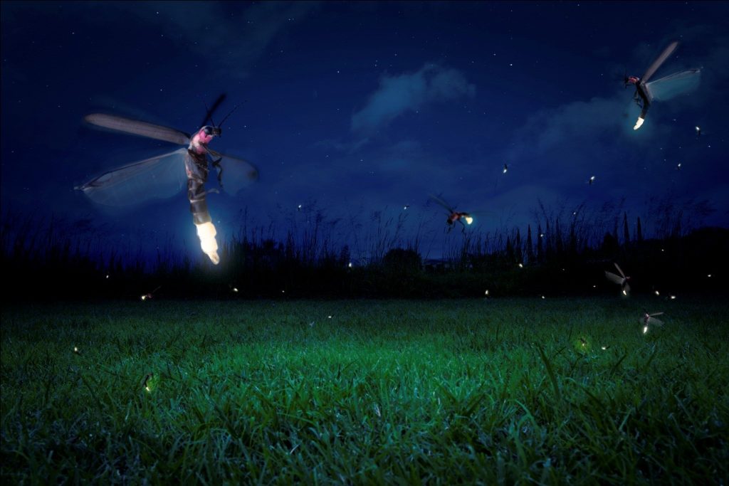 fireflies