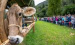 I Mondiali di mungitura a mano all'agriturismo Ferdy di Lenna