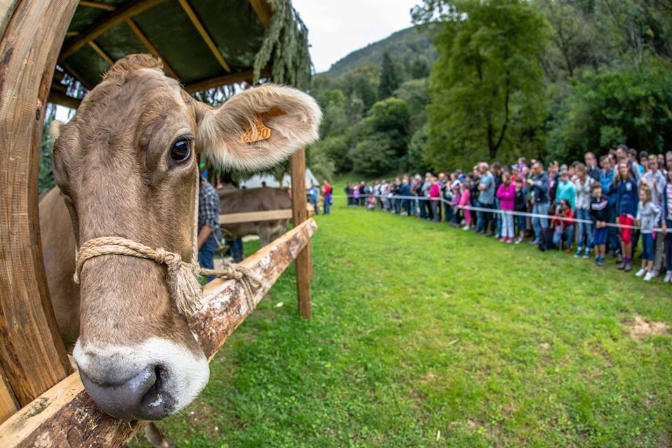 I Mondiali di mungitura a mano all’agriturismo Ferdy di Lenna