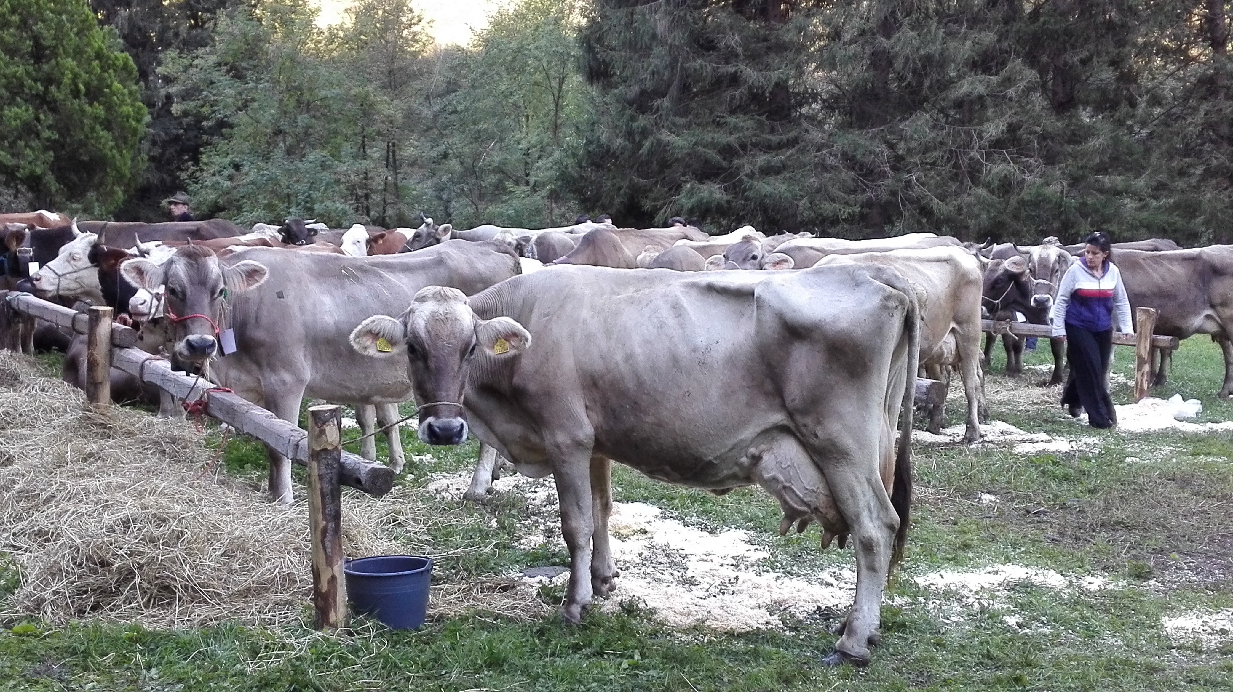 Mondiali Mungitura