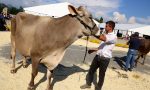 Ecco l'immancabile Fiera di Sant'Alessandro, con prodotti, animali, convegni ed eventi