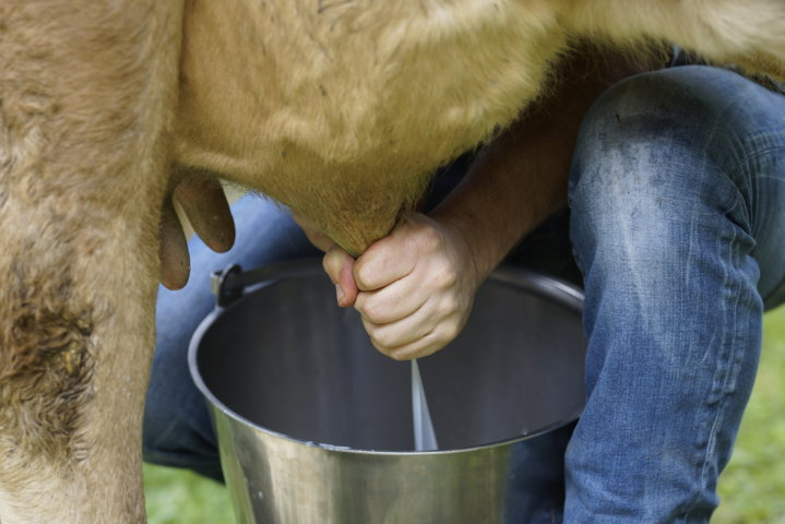Cronaca dei Mondiali di mungitura Un’allegra giornata in quel di Lenna