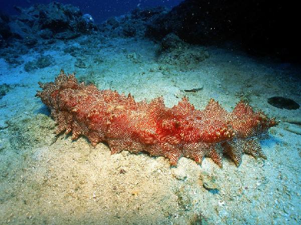 cetriolo di mare